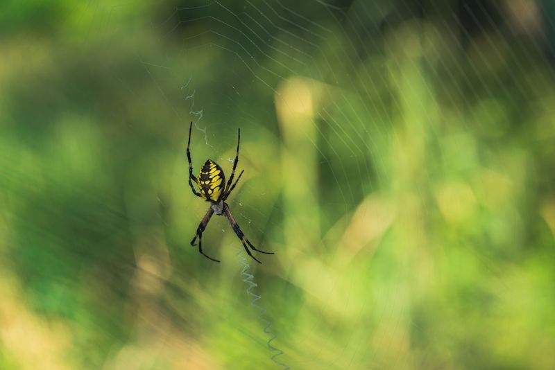 Spiders Are Finally Reaching Full Size Spiders Are Finally Reaching Full Size