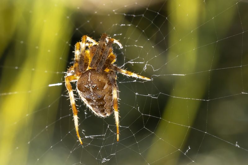 Spiders Reach Full Size By August