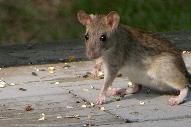Spilled Seed Turns The Ground Below Into A Rodent Stop