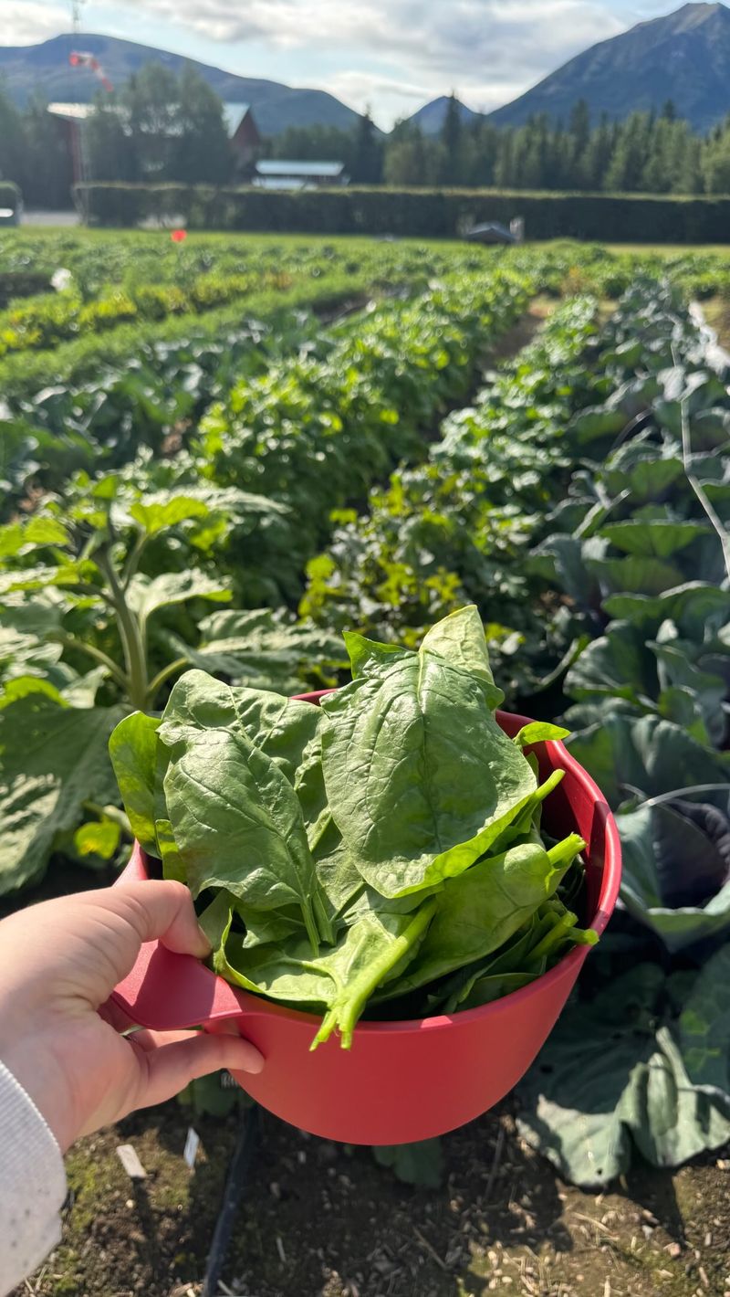 Spinach