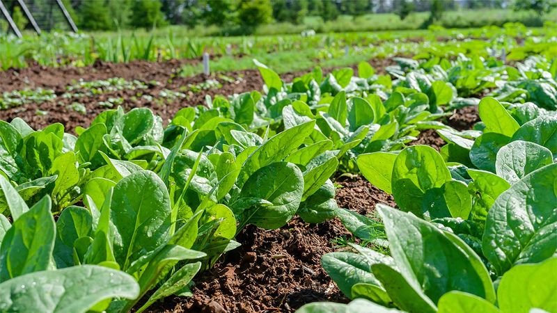 Spinach Spinach