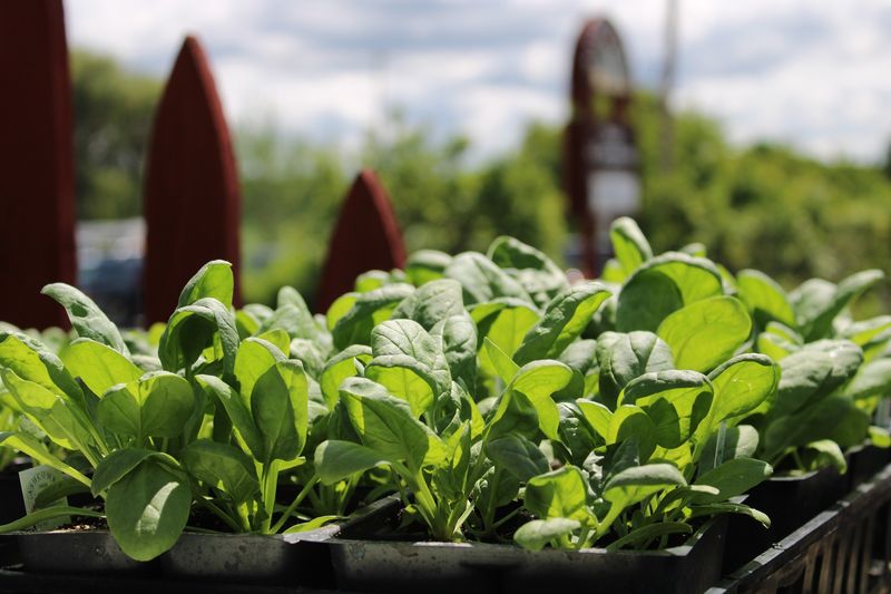 Spinach Spinach