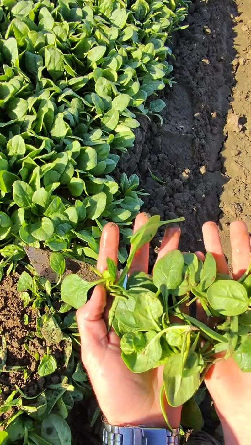 Spinach