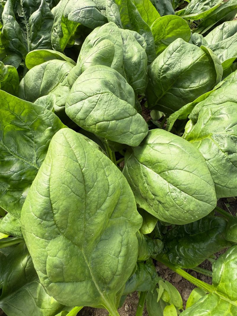Spinach
