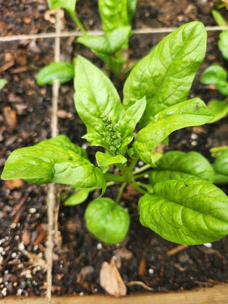 Spinach Bolts Fast In Summer Heat