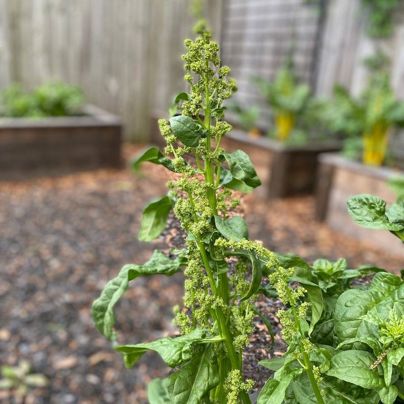 Spinach Bolts In A Hurry