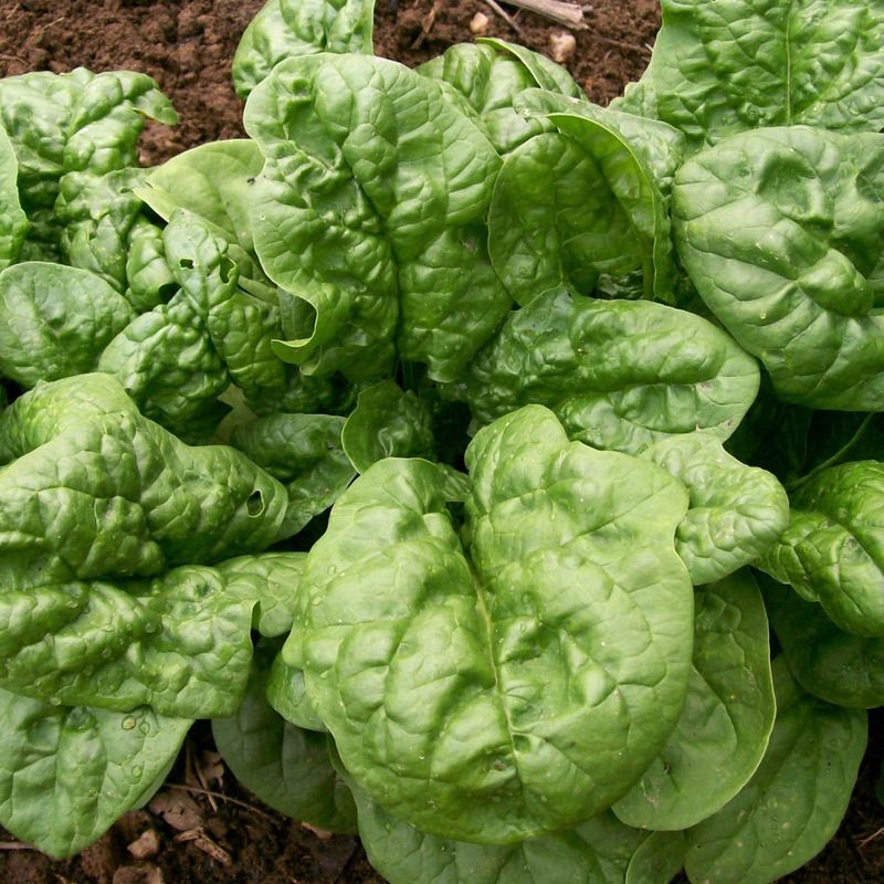 Spinach Germinates Better Once Temperatures Ease Spinach Germinates Better Once Temperatures Ease