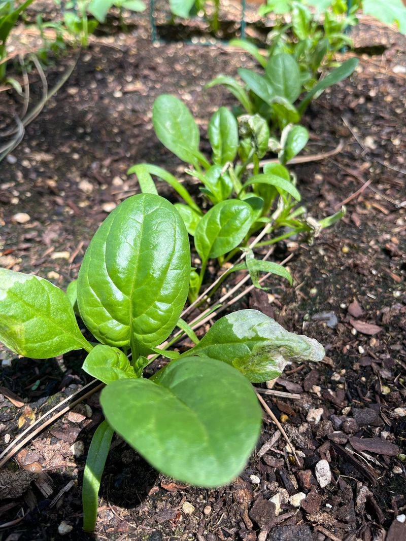 Spinach Getting A Head Start Before Fall Spinach Getting A Head Start Before Fall