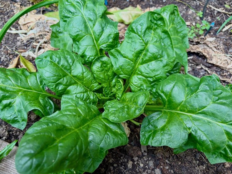 Spinach Gives You Tender Leaves For Fall Harvests