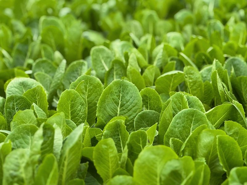 Spinach Loves The Cooling Days Ahead Spinach Loves The Cooling Days Ahead