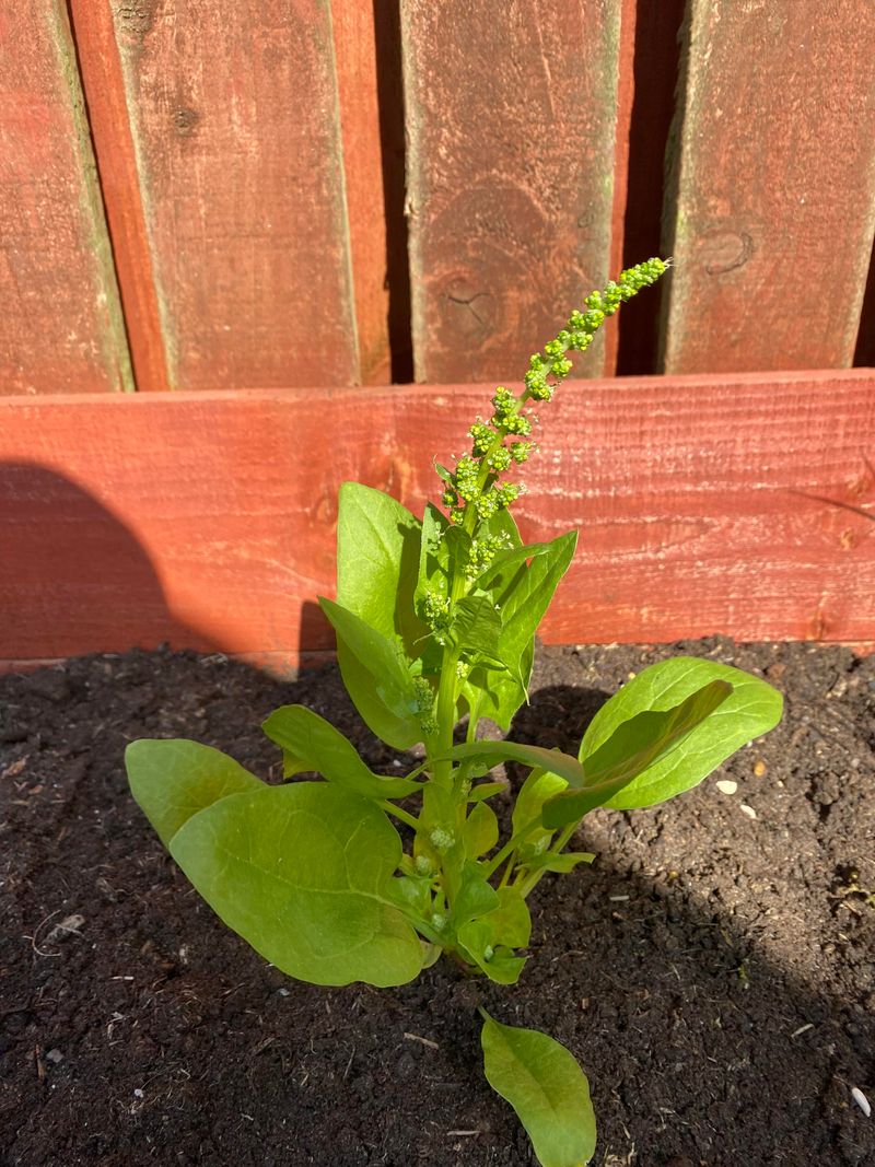Spinach Loving The Break From Summer Heat Spinach Loving The Break From Summer Heat