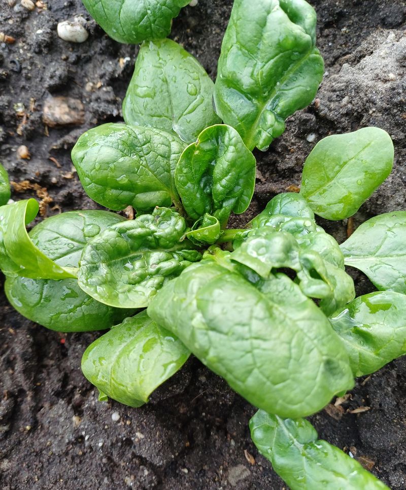 Spinach Rewards Late Summer Sowing Spinach Rewards Late Summer Sowing