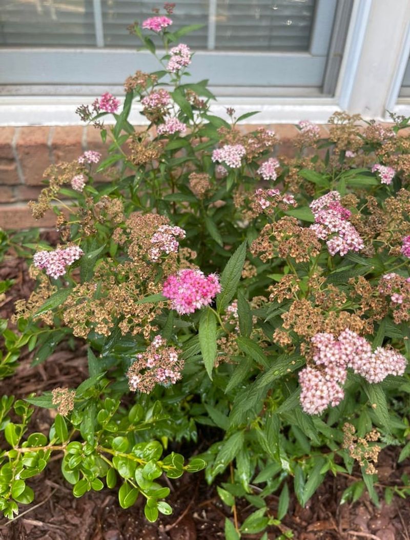 Spirea Adds Color Without A Dense Thicket Spirea Adds Color Without A Dense Thicket