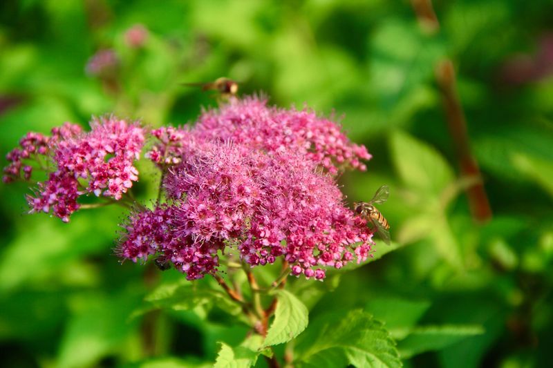 Spirea Brings Color, Minimal Shaping Spirea Brings Color, Minimal Shaping