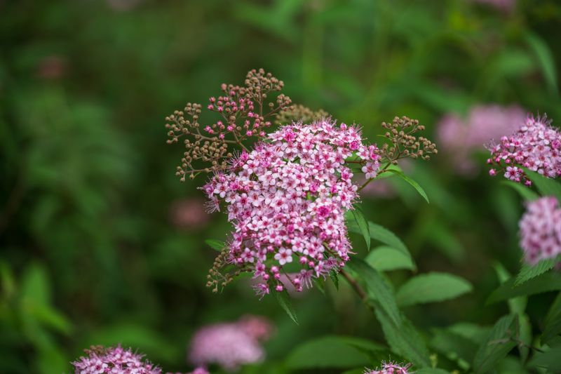 Spirea Tolerates Trimming After Blooming