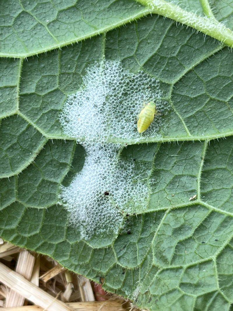 Spittlebug Nymphs Are Hiding Right Inside The Bubbles Spittlebug Nymphs Are Hiding Right Inside The Bubbles