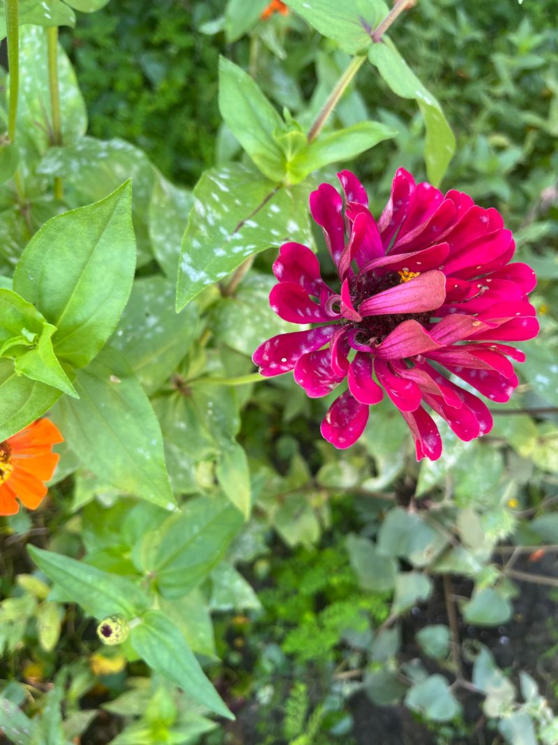 Splashing Moves Spots Between Plants