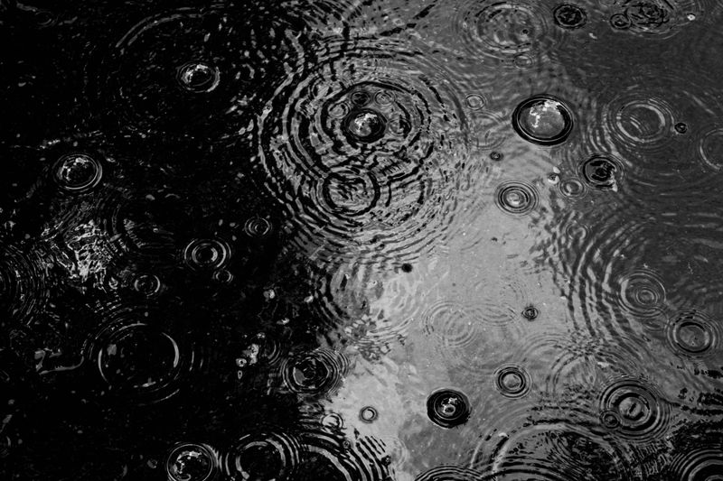 Splashing Rain Carries Spores Upward Splashing Rain Carries Spores Upward