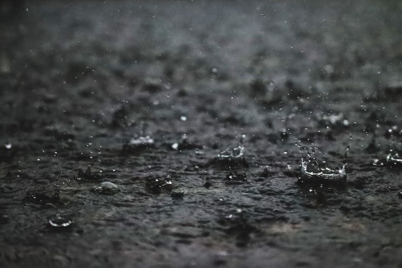Splashing Rain Spreads Fungal Spores