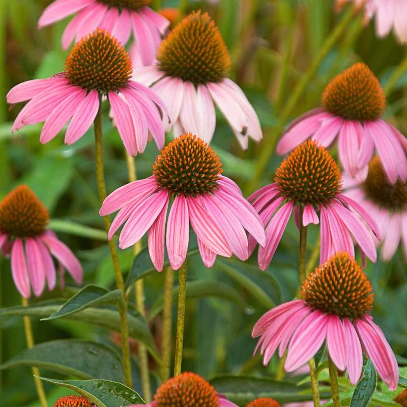 Split Coneflowers Before Cool Weather