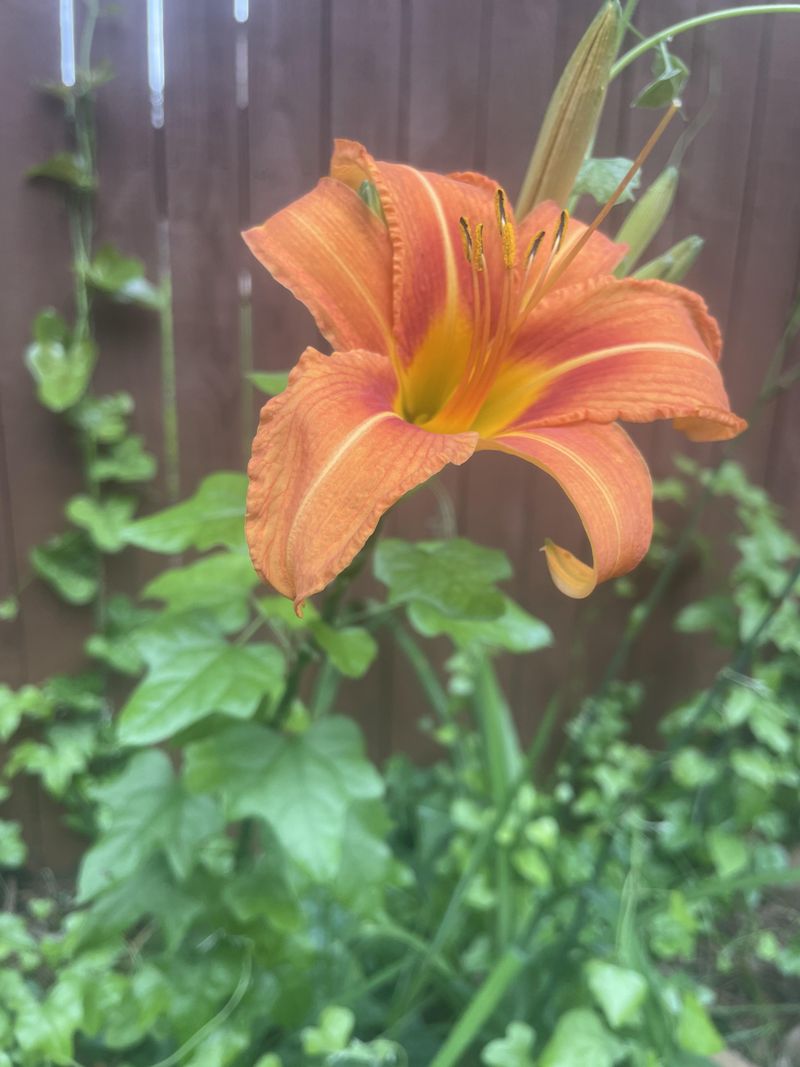 Split Daylilies Before Fall Settles In