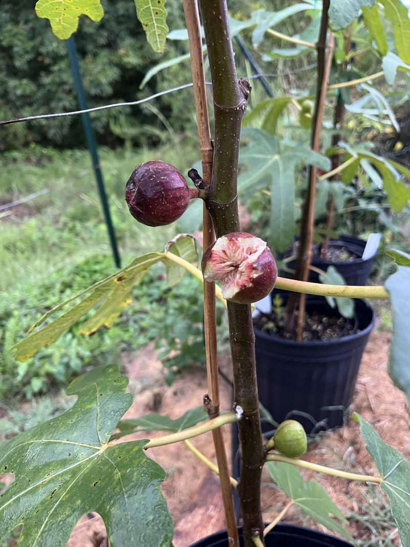 Split Fruit Turns Into An Easy Nighttime Meal Split Fruit Turns Into An Easy Nighttime Meal