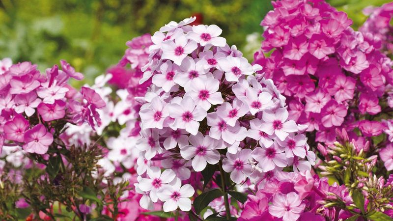 Split Garden Phlox After Flowers Start Fading