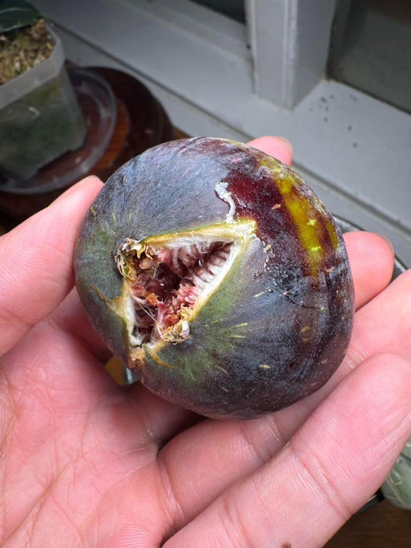 Splitting Fruit Often Follows A Surge In Moisture