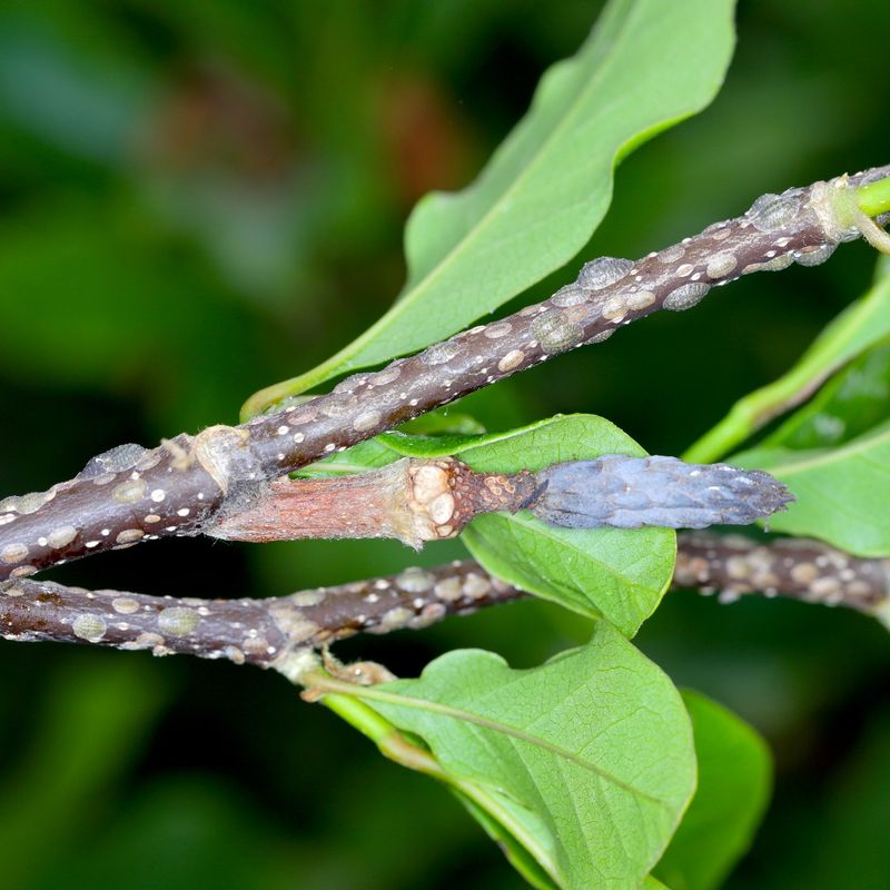 Spot Honeydew Before Leaves Feel Coated Spot Honeydew Before Leaves Feel Coated
