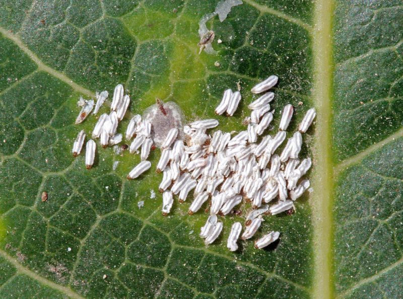 Spot Rainy Season Pests Before Damage Spreads Spot Rainy Season Pests Before Damage Spreads