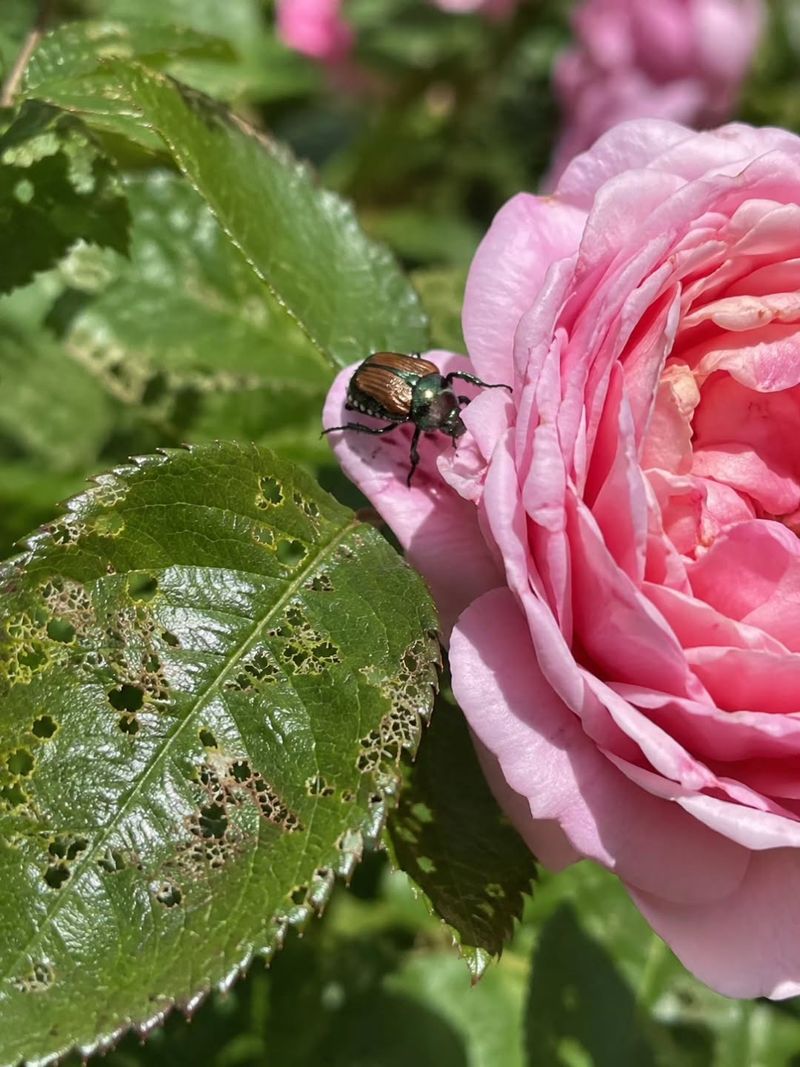 Spot Skeletonized Rose Leaves Early