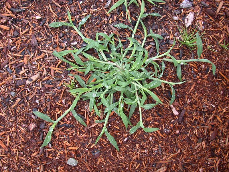 Spot Treat Young Plants Before They Sprawl And Seed Spot Treat Young Plants Before They Sprawl And Seed