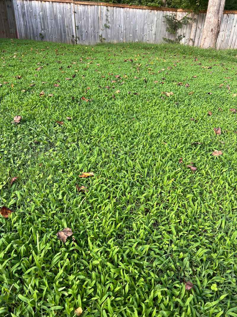 Spot-Treating Existing Crabgrass Stops Seed Production Spot-Treating Existing Crabgrass Stops Seed Production