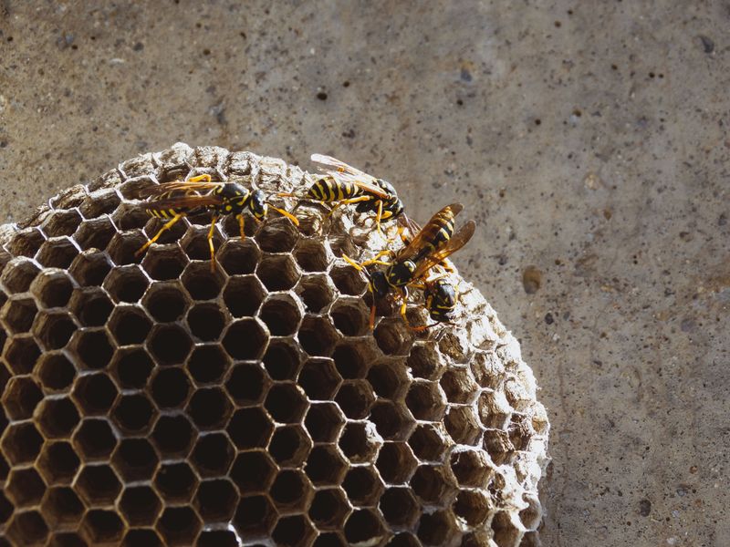 Spots Close To Bee Or Wasp Nests