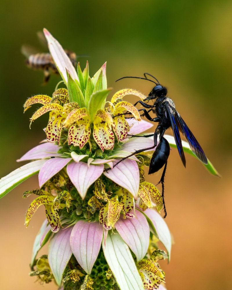 Spotted Bee Balm Handles Dry Ground Spotted Bee Balm Handles Dry Ground