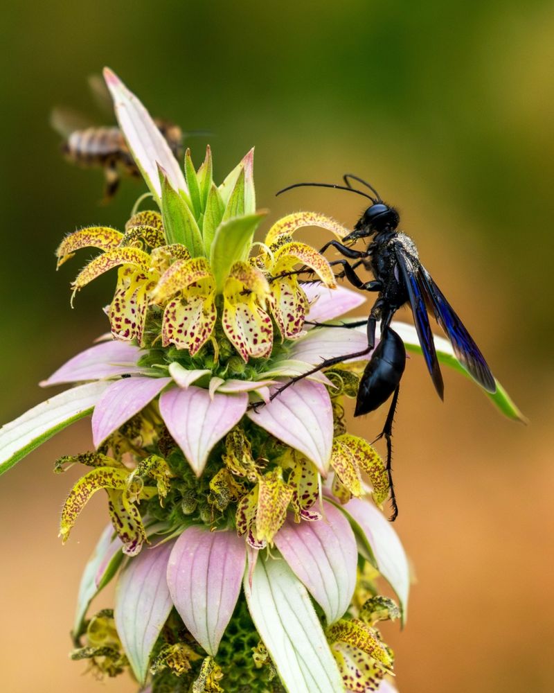 Spotted Bee Balm Looks Completely Different
