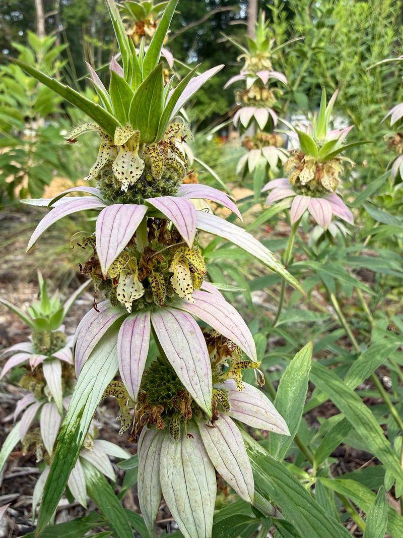 Spotted Beebalm Thrives In Dry Ground
