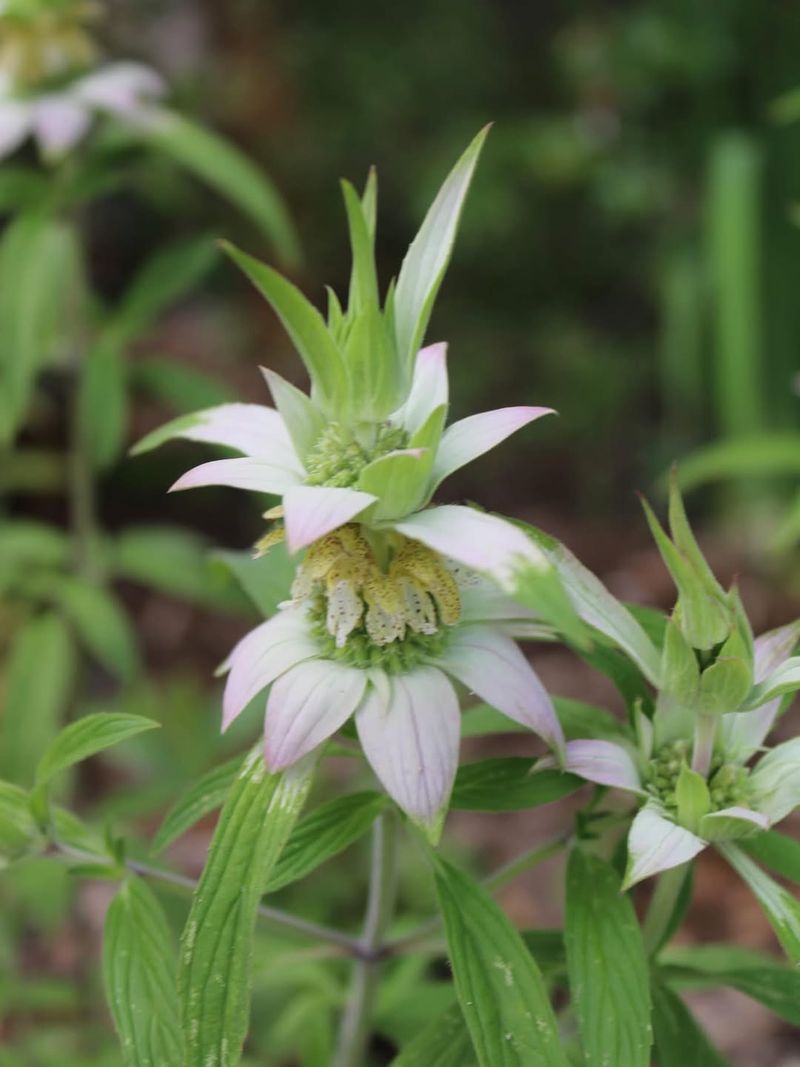 Spotted Beebalm Thrives In Dry Ground
