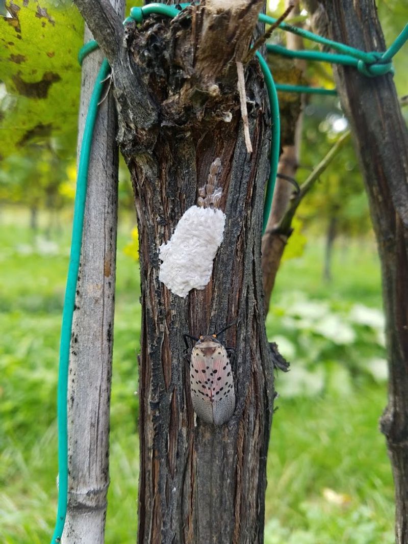 Spotted Lanternfly Eggs Cling To Vines