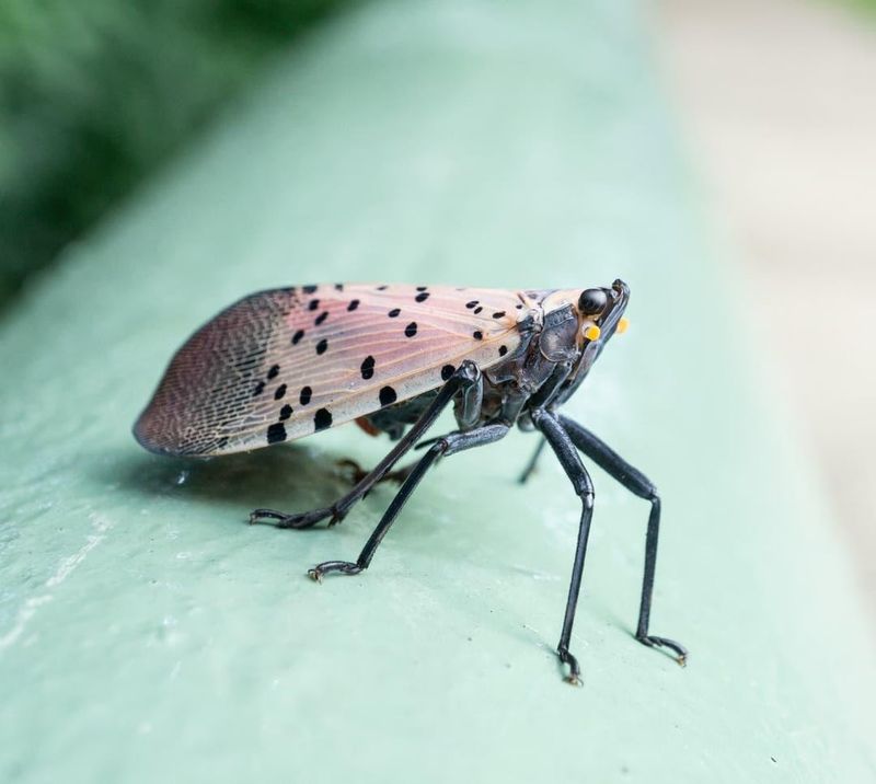 Spotted Lanternfly Females Lay Their Eggs From September Through November
