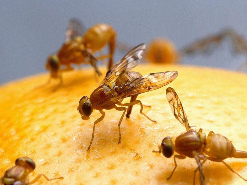 Spotted Wing Drosophila Targets Ripe Fruit Instead Of Fallen Fruit Spotted Wing Drosophila Targets Ripe Fruit Instead Of Fallen Fruit