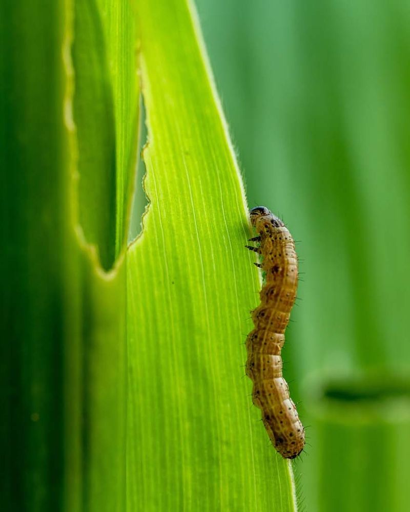 Spotting An Infestation Before It Spreads Further
