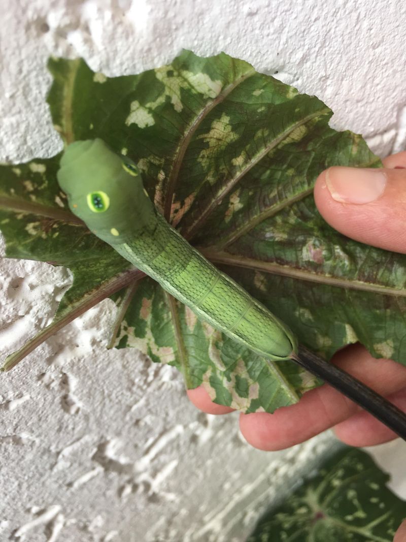Spotting Caterpillars Disguised As Bird Droppings Or Snakes