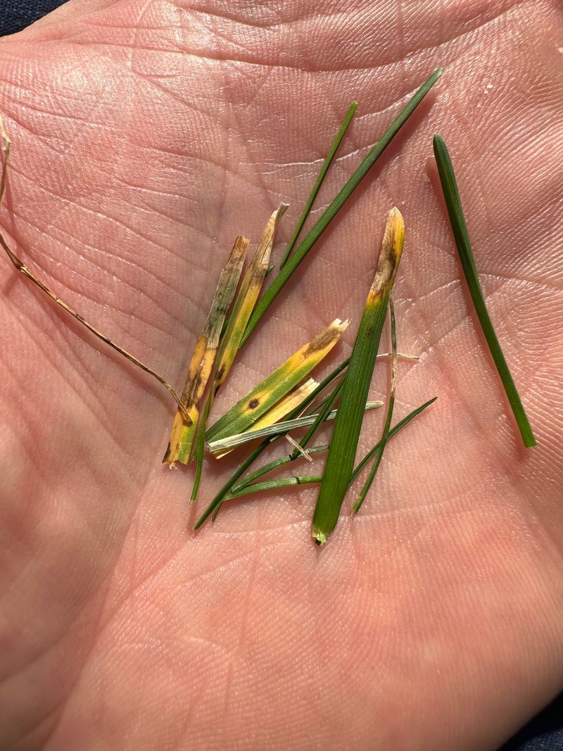 Spotting Early Signs Of Lawn Rust Disease Spotting Early Signs Of Lawn Rust Disease