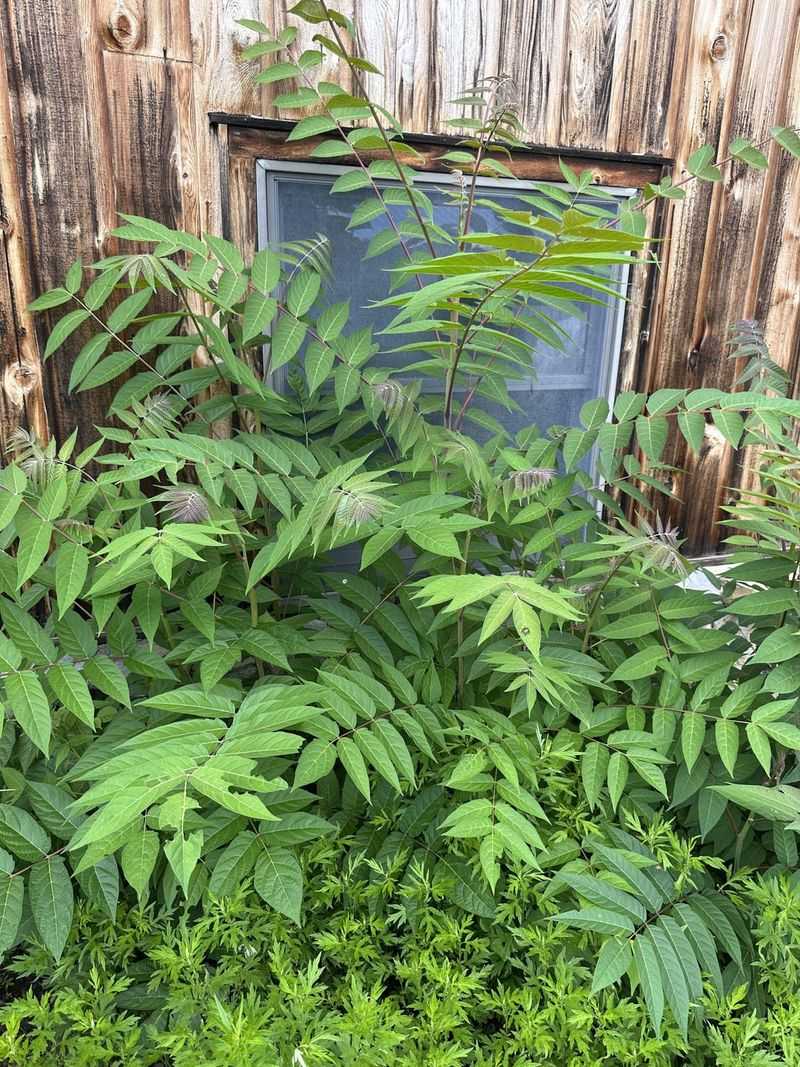 Spotting Poison Sumac Before It Spots You Spotting Poison Sumac Before It Spots You
