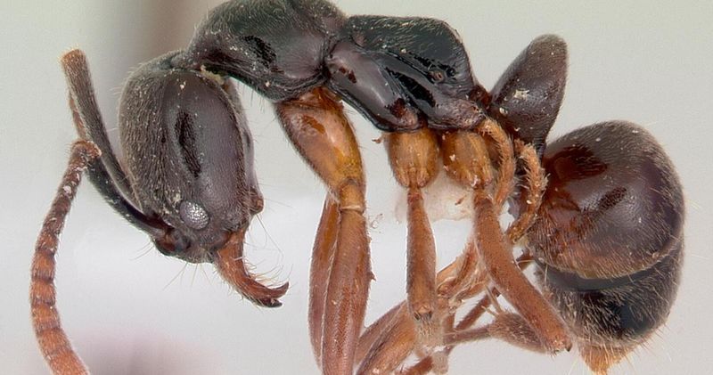 Spotting The Difference Between Asian Needle Ants And Common Backyard Species Spotting The Difference Between Asian Needle Ants And Common Backyard Species