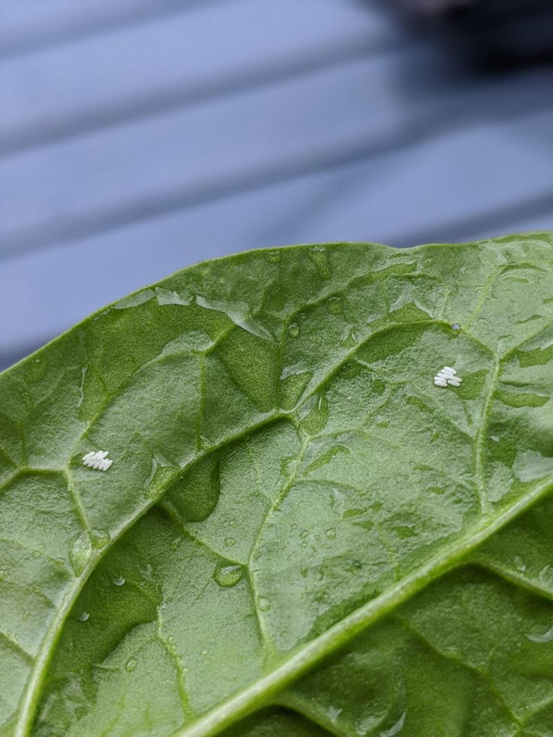 Spotting The Earliest Signs On Leaf Undersides Spotting The Earliest Signs On Leaf Undersides