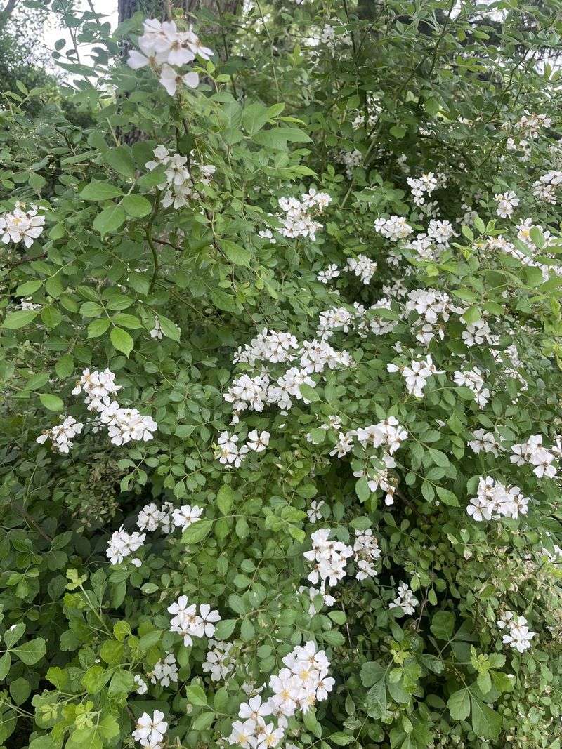 Spotting This Shrub Before It Takes Over Your Yard Spotting This Shrub Before It Takes Over Your Yard
