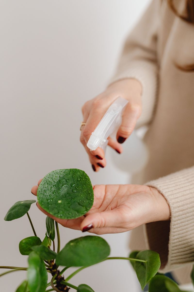 Spray Leaves With Insecticidal Soap Weekly