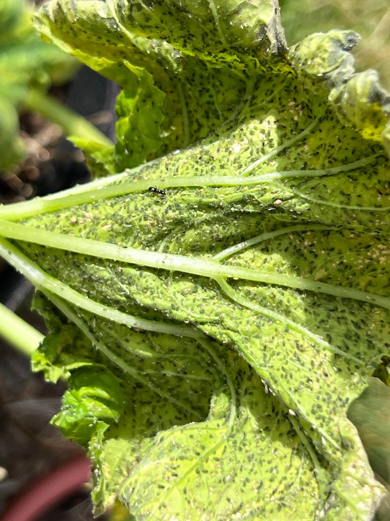 Spraying Broad Insecticides Near Plants